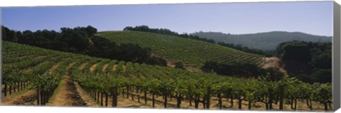 Framed Vineyard on a landscape, Napa Valley, California, USA Print