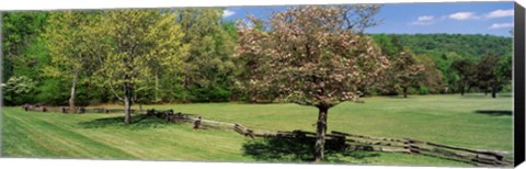 Framed Trees on a field, Davidson River Campground, Pisgah National Forest, Brevard, North Carolina, USA Print