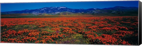 Framed Field, Poppy Flowers, Antelope Valley, California, USA Print