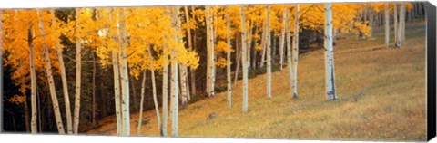 Framed Aspen trees in a field, Ouray County, Colorado, USA Print