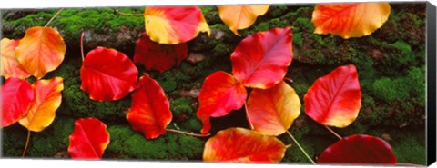 Framed Fall Leaves Sacramento CA USA Print