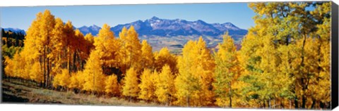 Framed Fall Aspen Trees Telluride CO Print