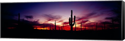 Framed Silhouette of Saguaro cactus (Carnegiea gigantea), Saguaro National Monument, Arizona, USA Print