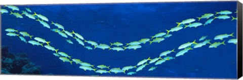 Framed School of fish Great Barrier Reef Australia Print