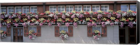 Framed Windows with Colorful Flower Boxes, Appenzell Switzerland Print