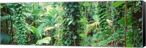 Framed Vegetation Seychelles Print