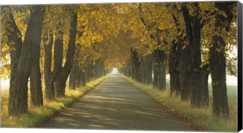 Framed Road w/Autumn Trees Sweden Print