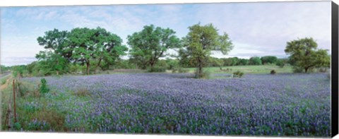 Framed Field of Bluebonnet flowers, Texas, USA Print