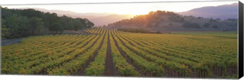 Framed Sunset, Vineyard, Napa Valley, California, USA Print