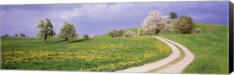 Framed Meadow Of Dandelions, Zug, Switzerland Print