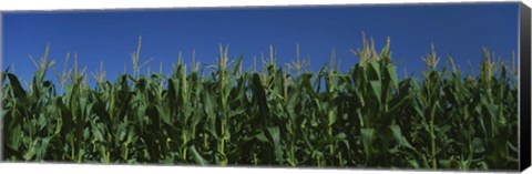 Framed Corn crop in a field, New York State, USA Print