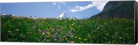 Framed Wild Flowers, Matterhorn Switzerland Print