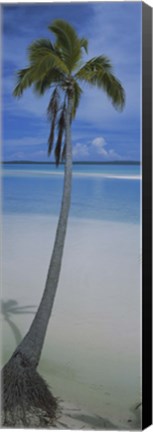 Framed Palm tree on the beach, One Foot Island, Aitutaki, Cook Islands Print