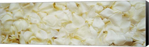 Framed White Rose Petals Print
