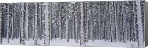 Framed Snow covered trees in a forest, Austria Print