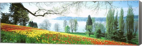 Framed Lake Constance, Insel Mainau, Germany Print