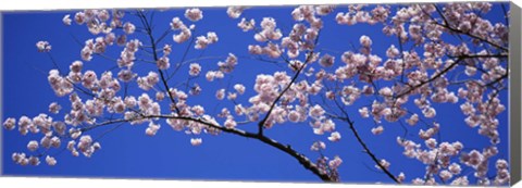 Framed Cherry Blossoms Washington DC Print