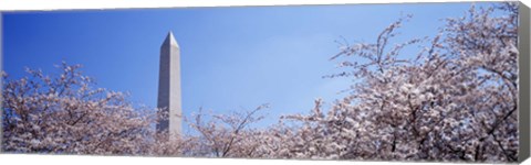 Framed Washington Monument behind cherry blossom trees, Washington DC, USA Print