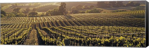 Framed Aerial View Of Rows Crop In A Vineyard, Careros Valley, California, USA Print