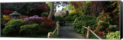 Framed Japanese Tea Garden, San Francisco, California, USA Print