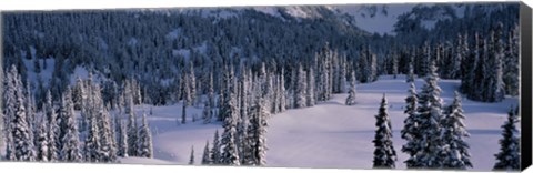 Framed Fir Trees, Mount Rainier National Park, Washington State, USA Print