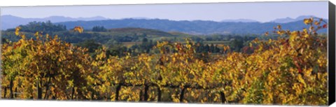 Framed High Angle View Of A Field, Alexander Valley, Napa, California, USA Print