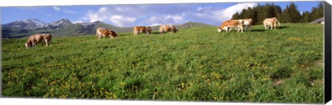 Framed Switzerland, Cows grazing in the field Print