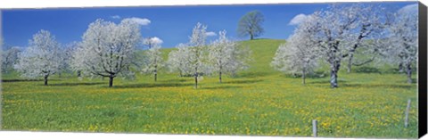 Framed View Of Blossoms On Cherry Trees, Zug, Switzerland Print