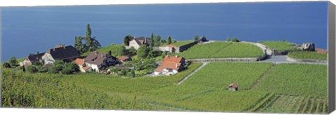 Framed Aerial View Of Vineyards By A Lake, Lake Geneva, Vaud, Switzerland Print