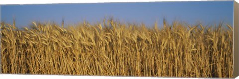 Framed Field Of Wheat, France Print