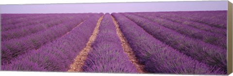 Framed France, View of rows of blossoms in a field Print