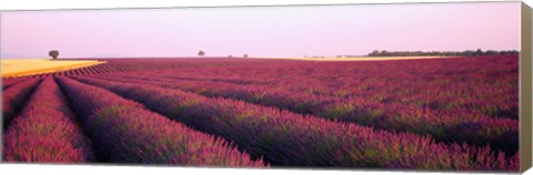 Framed Lavender crop on a landscape, France Print