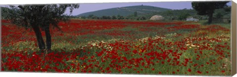 Framed Red poppies in a field, Turkey Print