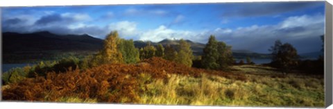 Framed Trees in a field, Loch Tay, Scotland Print