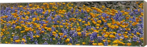 Framed California Golden Poppies (Eschscholzia californica) and Bush Lupines (Lupinus albifrons), Table Mountain, California, USA Print