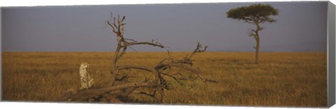 Framed African cheetah (Acinonyx jubatus jubatus) sitting on a fallen tree, Masai Mara National Reserve, Kenya Print