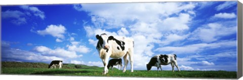 Framed Cows In Field, Lake District, England, United Kingdom Print