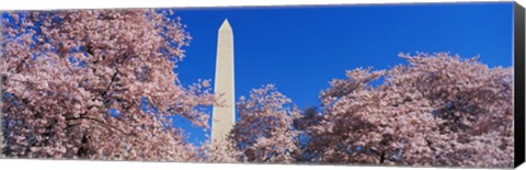 Framed Cherry Blossoms Washington Monument Print