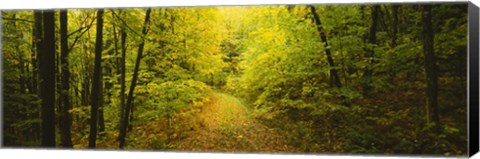 Framed Dirt road passing through a forest, Vermont, USA Print