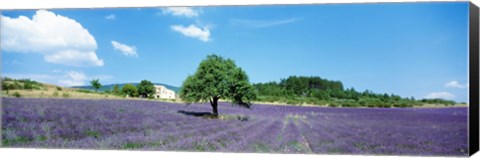 Framed Lavender Field Provence France Print