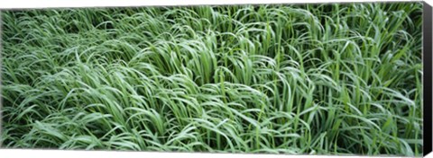 Framed High angle view of grass, Montana, USA Print