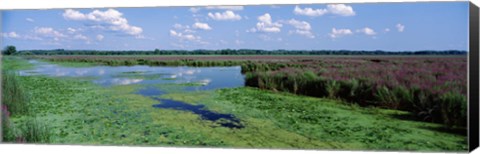 Framed Tall grass in a lake, Finger Lakes, Montezuma National Wildlife Refuge, New York State, USA Print