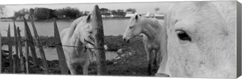 Framed Horses, Camargue, France Print