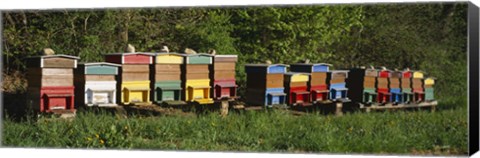 Framed Row of beehives, Switzerland Print