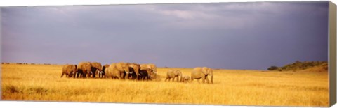 Framed Elephant Herd, Maasai Mara Kenya Print