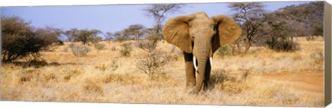 Framed Elephant, Somburu, Kenya, Africa Print