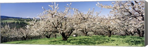 Framed Cherry Orchard, Oregon, USA Print