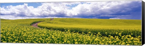 Framed Road, Canola Field, Washington State, USA Print