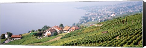 Framed Vineyards, Lausanne, Lake Geneva, Switzerland Print