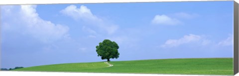 Framed Lone Tree on Hilltop Salzkammergut Austria Print